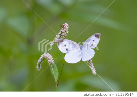 A white fairy fluttering and fluttering, a cabbage white butterfly 81159514