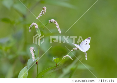 A white fairy fluttering and fluttering, a cabbage white butterfly 81159515