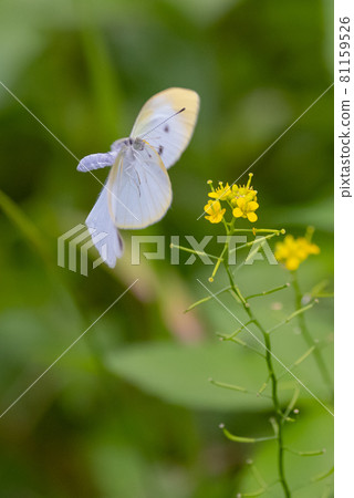 A white fairy fluttering and fluttering, a cabbage white butterfly A white fairy fluttering and fluttering, a cabbage white butterfly 81159526