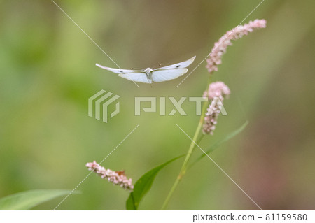 A white fairy fluttering and fluttering, a cabbage white butterfly A white fairy fluttering and fluttering, a cabbage white butterfly 81159580