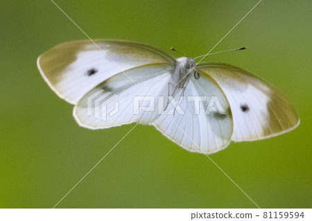 A white fairy fluttering and fluttering, a cabbage white butterfly 81159594