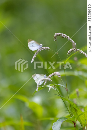 A white fairy fluttering and fluttering, a cabbage white butterfly A white fairy fluttering and fluttering, a cabbage white butterfly 81159610