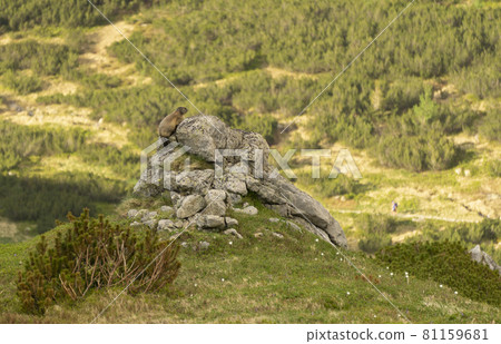 A marmot on a rock is carefully watching the valley. Tatra Mountains. 81159681