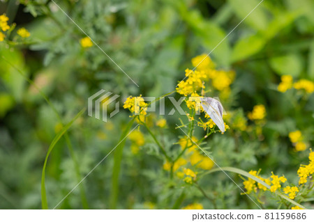 A white fairy fluttering and fluttering, a cabbage white butterfly A white fairy fluttering and fluttering, a cabbage white butterfly 81159686