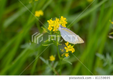 A white fairy fluttering and fluttering, a cabbage white butterfly A white fairy fluttering and fluttering, a cabbage white butterfly 81159695