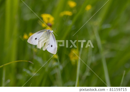 A white fairy fluttering and fluttering, a cabbage white butterfly A white fairy fluttering and fluttering, a cabbage white butterfly 81159715