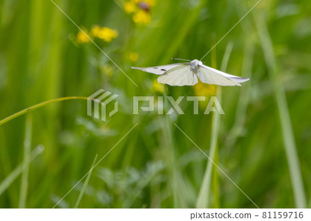 A white fairy fluttering and fluttering, a cabbage white butterfly A white fairy fluttering and fluttering, a cabbage white butterfly 81159716