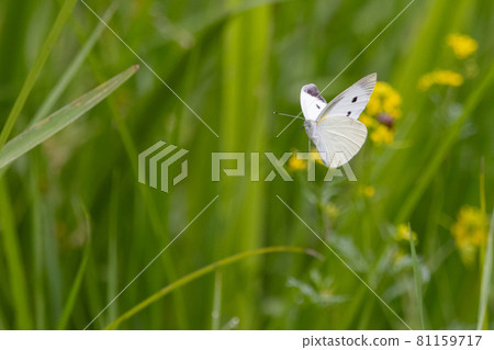 A white fairy fluttering and fluttering, a cabbage white butterfly A white fairy fluttering and fluttering, a cabbage white butterfly 81159717