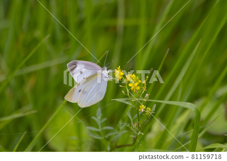 A white fairy fluttering and fluttering, a cabbage white butterfly A white fairy fluttering and fluttering, a cabbage white butterfly 81159718