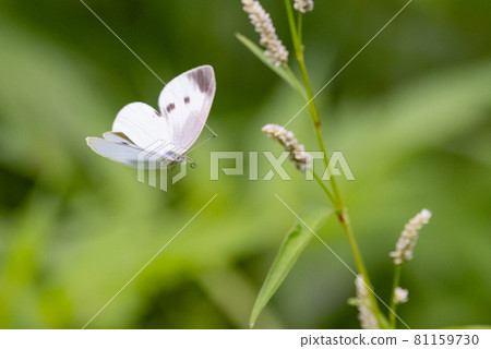 A white fairy fluttering and fluttering, a cabbage white butterfly A white fairy fluttering and fluttering, a cabbage white butterfly 81159730
