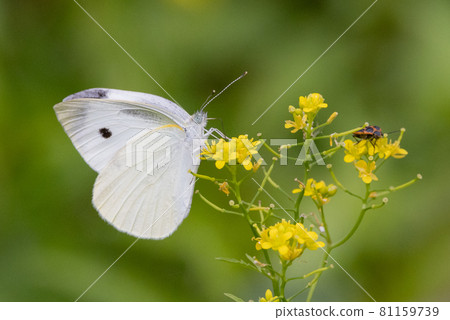 一隻白色的仙女飄飄著，一隻白菜蝴蝶 81159739