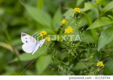 一隻白色的仙女飄飄著,一隻白菜蝴蝶 一隻白色的仙女飄飄著,一隻白菜蝴蝶 81159784