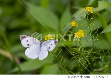 A white fairy fluttering and fluttering, a cabbage white butterfly 81159785