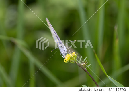 A white fairy fluttering and fluttering, a cabbage white butterfly A white fairy fluttering and fluttering, a cabbage white butterfly 81159790