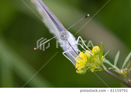 A white fairy fluttering and fluttering, a cabbage white butterfly A white fairy fluttering and fluttering, a cabbage white butterfly 81159791