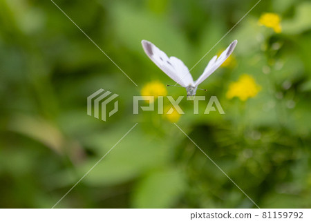 A white fairy fluttering and fluttering, a cabbage white butterfly A white fairy fluttering and fluttering, a cabbage white butterfly 81159792