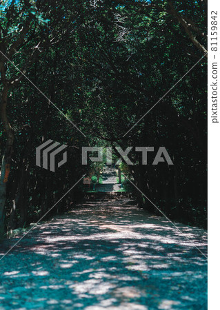 森林 樹林 道 81159842