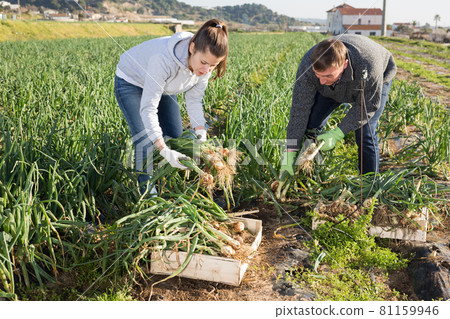 Couple of farmers harvesting green onions Couple of farmers harvesting green onions 81159946
