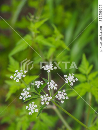 Torilis japonica blooming on the Arakawa riverbed 81159995