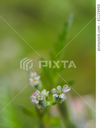 Torilis scabra blooming on the Arakawa riverbed 81159998