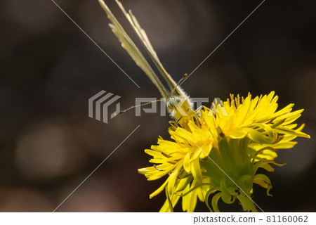 一隻白色的仙女飄飄著，一隻白菜蝴蝶 81160062