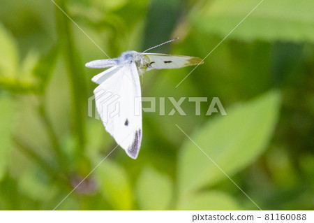 一隻白色的仙女飄飄著，一隻白菜蝴蝶 81160088