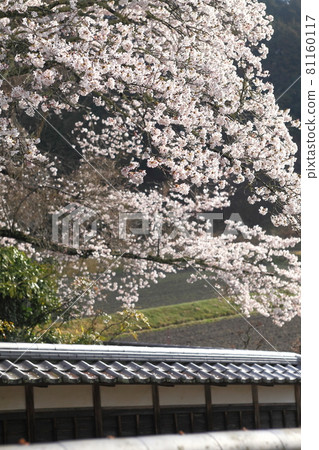 櫻花 81160117