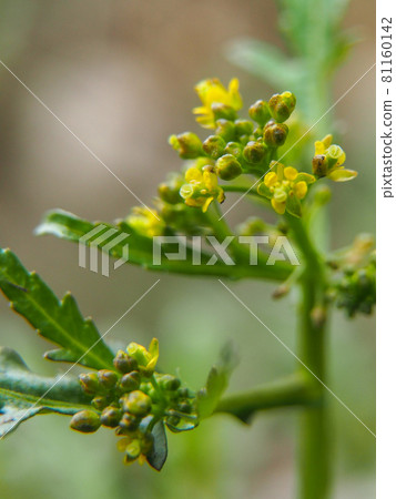 盛開在荒川河床上的羅里帕 palustris 81160142