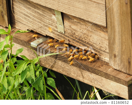 進出巢箱的蜂 進出巢箱的蜂 81160652