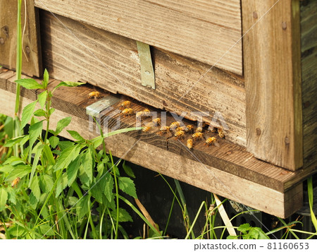 進出巢箱的蜂 進出巢箱的蜂 81160653
