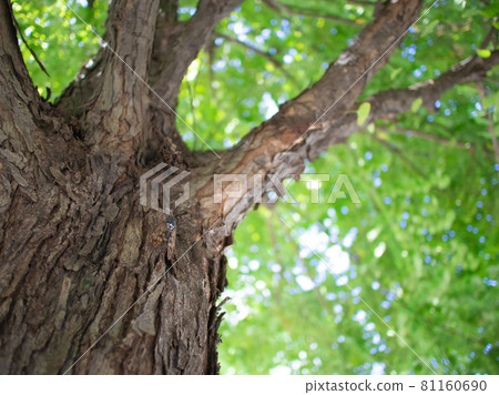 夏桂樹蟬 81160690