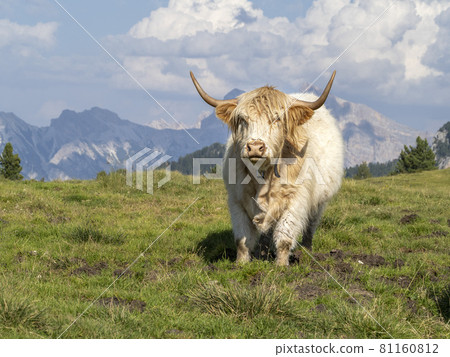 Highlander scotland hairy cow portrait looking at you 81160812