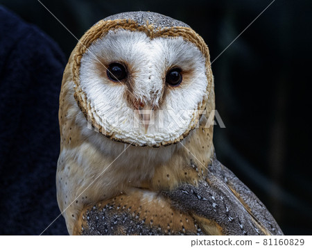 barn owl bird of prey close up portrait barn owl bird of prey close up portrait 81160829
