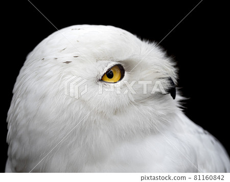 Snowy owl bubo scandiacus isolated on black Snowy owl bubo scandiacus isolated on black 81160842