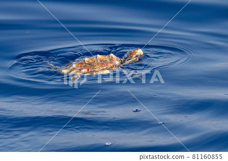 baby newborn caretta turtle near sea surface for breathing baby newborn caretta turtle near sea surface for breathing 81160855