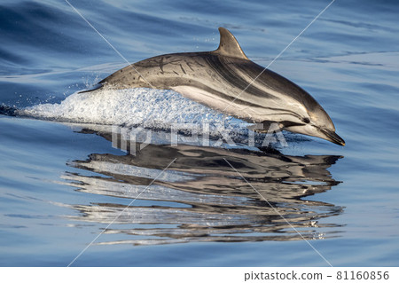 striped dolphin jumpin striped dolphin jumpin 81160856