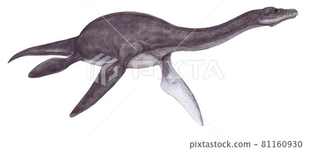 Plesiosauria, a member of the small Plesiosauria that lived in the early Jurassic period, means "similar to reptiles" Plesiosauria, a member of the small Plesiosauria that lived in the early Jurassic period, means "similar to reptiles" 81160930
