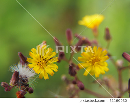 Oriental False Hawk Blooming on the Arakawa River Oriental False Hawk Blooming on the Arakawa River 81160980