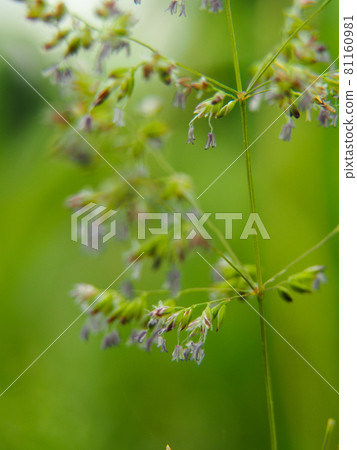 Poa annua blooming on the Arakawa riverbed 81160981