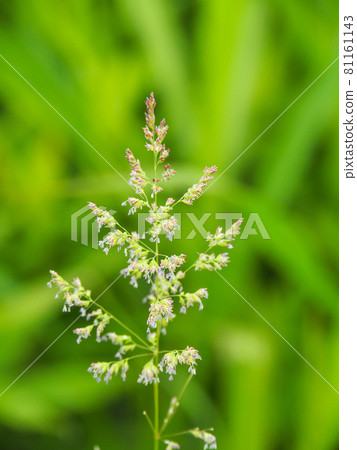 Poa annua blooming on the Arakawa riverbed Poa annua blooming on the Arakawa riverbed 81161143