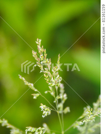 Poa annua blooming on the Arakawa riverbed Poa annua blooming on the Arakawa riverbed 81161159