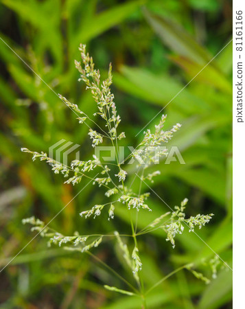 Poa annua blooming on the Arakawa riverbed 81161166