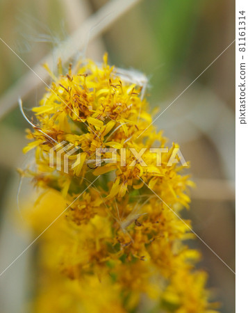 Akinokirinsou blooming on the Arakawa riverbed 81161314
