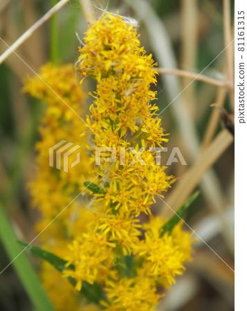 Akinokirinsou blooming on the Arakawa riverbed Akinokirinsou blooming on the Arakawa riverbed 81161315