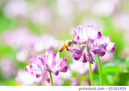 Astragalus flowers and honey bees Astragalus flowers and honey bees 81161409