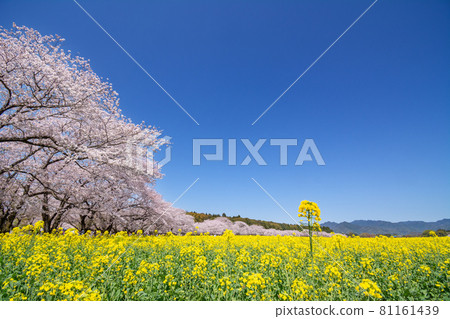 Rape field and row of cherry blossom trees, Nishitohara, Miyazaki Prefecture Rape field and row of cherry blossom trees, Nishitohara, Miyazaki Prefecture 81161439