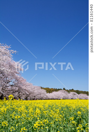 宮崎縣西戶原市的油菜田和一排排櫻花樹 81161440