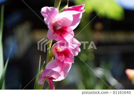 A pink gladiolus that blooms brightly in the summer sunshine A pink gladiolus that blooms brightly in the summer sunshine 81161640