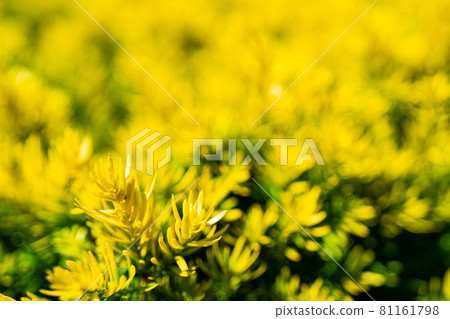 Yellow & Green Leaves 81161798