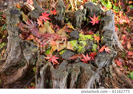 Stumps and moist deciduous leaves 81162775